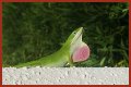 Are Green Anole Lizards Good Pets?