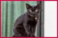 Can a Bombay cat have green eyes? – Janet-Panic.com