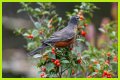 Can Birds Eat Herbs? - Kylon Powell