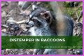 Can Raccoons Get Distemper? - Kylon Powell