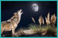 Howl at the moon