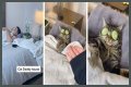 TikTok Is Obsessed With This Guy and His Cat Having a Relaxing Spa Day Together