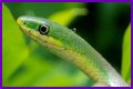 What Do Rough Green Snakes Eat?